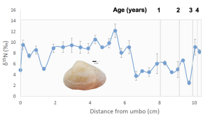 Nitrogen isotope data from Atlantic surf clam shell-bound nitrogen. The values range from 3-10 permil.