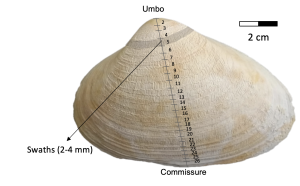 Spisula solidissima (Atlantic surf clam) with labels showing sampling scheme from the umbo to the shell edge for nitrogen isotope analyses on shell bound nitrogen.